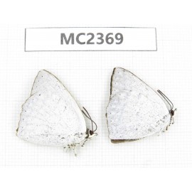 Curetis acuta. China, Fujian, Fuzhou. 2M. MC2369.
