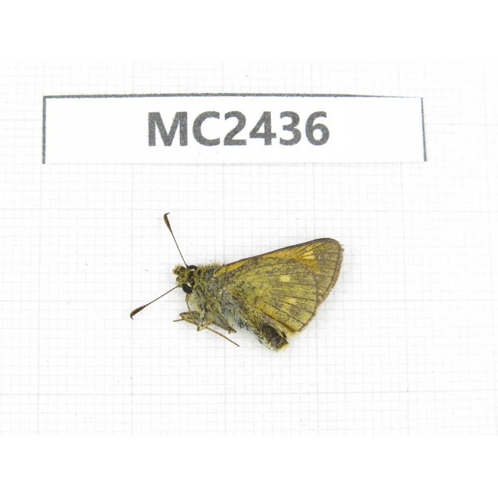 Ochlodes sp. China, Qinghai, Xining, Huangyuan county. 1M. MC2436.