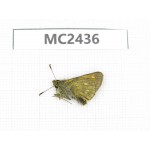 Ochlodes sp. China, Qinghai, Xining, Huangyuan county. 1M. MC2436.
