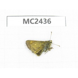 Ochlodes sp. China, Qinghai, Xining, Huangyuan county. 1M. MC2436.