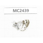 Day flying moths sp. China, Qinghai, Xining, Huangyuan county. 1Pcs. MC2439.