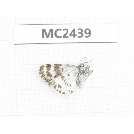 Day flying moths sp. China, Qinghai, Xining, Huangyuan county. 1Pcs. MC2439.