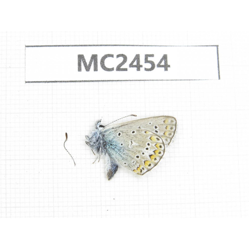 Polyommatus sinina. China, Qinghai, Haidong, Hualong county. 1M. MC2454.