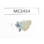 Polyommatus sinina. China, Qinghai, Haidong, Hualong county. 1M. MC2454.