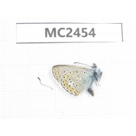 Polyommatus sinina. China, Qinghai, Haidong, Hualong county. 1M. MC2454.