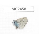 Glaucopsyche lycormas. China, Qinghai, Haidong, Hualong county. 1M. MC2458.