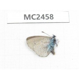 Glaucopsyche lycormas. China, Qinghai, Haidong, Hualong county. 1M. MC2458.