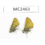 Ochlodes sp. China, Qinghai, Haidong, Hualong county. 2M. MC2463.