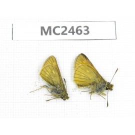 Ochlodes sp. China, Qinghai, Haidong, Hualong county. 2M. MC2463.