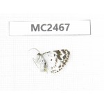 Day flying moths sp. China, Qinghai, Haidong, Hualong county. 1F. MC2467.