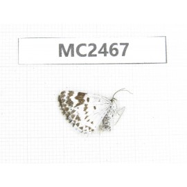 Day flying moths sp. China, Qinghai, Haidong, Hualong county. 1F. MC2467.