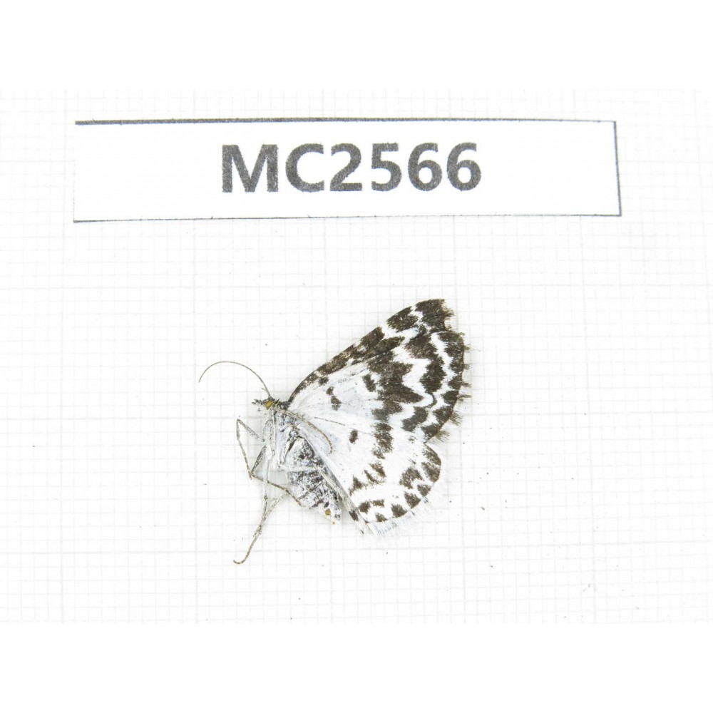 Day flying moths sp. China, W Sichuan, Ganzi area, Luhuo county. 1Pcs. MC2566.