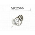 Day flying moths sp. China, W Sichuan, Ganzi area, Luhuo county. 1Pcs. MC2566.