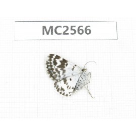 Day flying moths sp. China, W Sichuan, Ganzi area, Luhuo county. 1Pcs. MC2566.