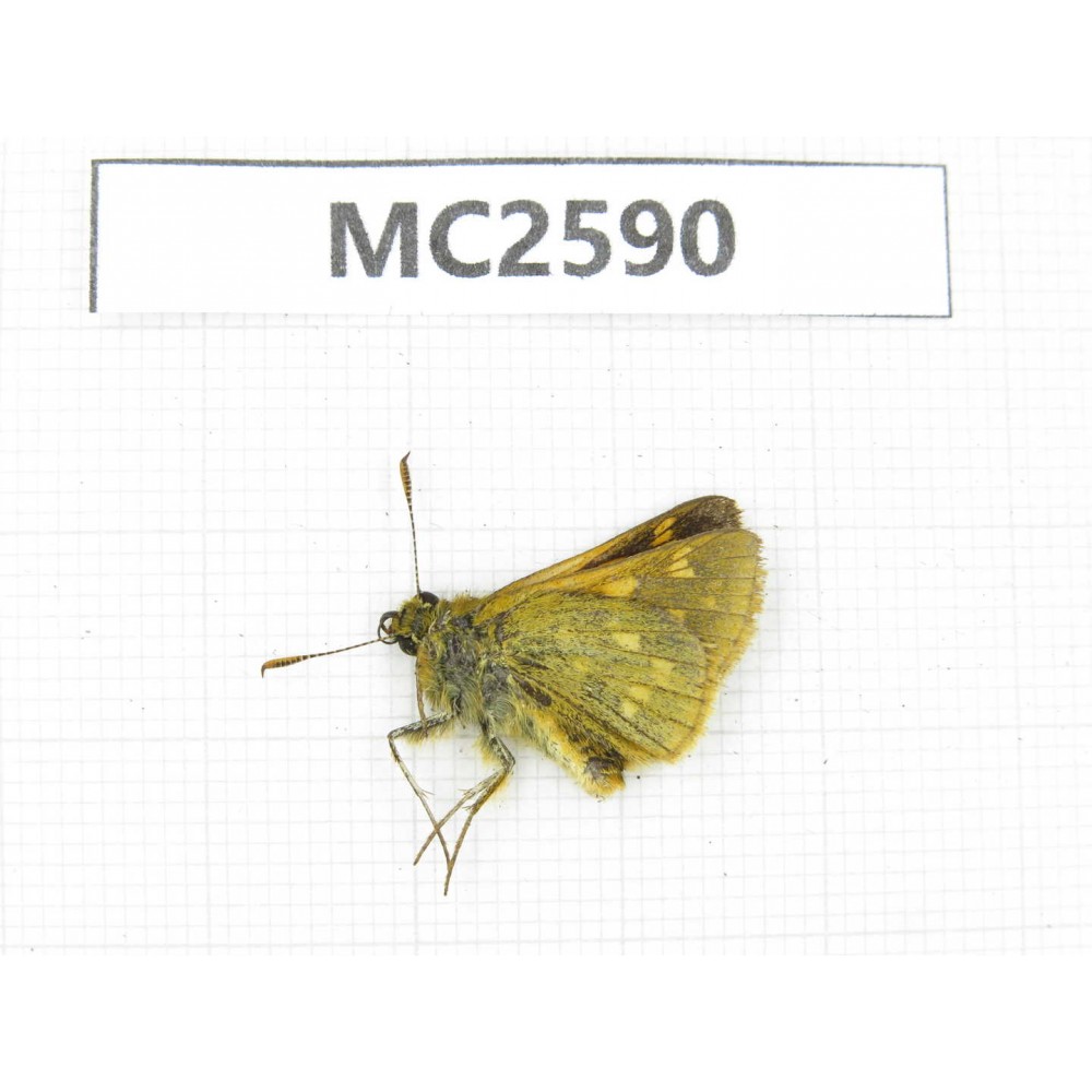 Ochlodes sp. China, Sichuan, Ganzi area, Kangding. 1M. MC2590.