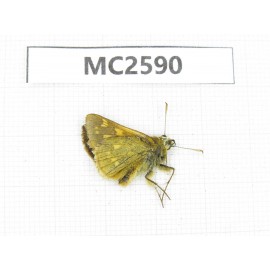 Ochlodes sp. China, Sichuan, Ganzi area, Kangding. 1M. MC2590.