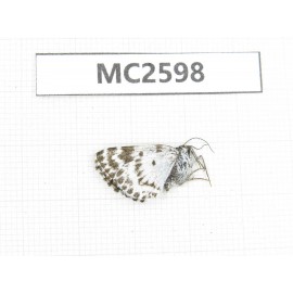Day flying moths sp. China, W Sichuan, Ganzi area, Kangding. 1F. MC2598.