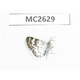 Day flying moths sp. China, Tibet, Qamdo area, N of Qamdo.1Pcs. MC2629.