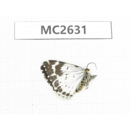 Day flying moths sp. China, Tibet, Qamdo area, N of Qamdo.1Pcs. MC2631.