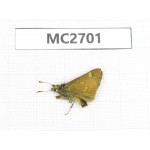 Thoressa sp. China, Yunnan, Xiangerila, Mt.Baimaxueshan. 1M. MC2701.