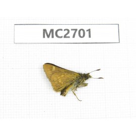 Thoressa sp. China, Yunnan, Xiangerila, Mt.Baimaxueshan. 1M. MC2701.