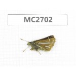 Thoressa bivitta. China, Yunnan, Xiangerila, Mt.Baimaxueshan. 1M. MC2702.