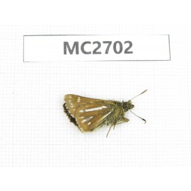 Thoressa bivitta. China, Yunnan, Xiangerila, Mt.Baimaxueshan. 1M. MC2702.