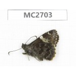 Lobocla bifasciata. China, Yunnan, Xiangerila, Mt.Baimaxueshan. 1M. MC2703.