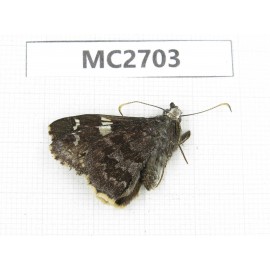 Lobocla bifasciata. China, Yunnan, Xiangerila, Mt.Baimaxueshan. 1M. MC2703.