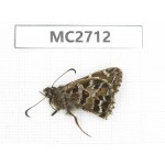 Lobocla germana. China, W of Sichuan, Batang county (Tibet border). 1M. MC2712.