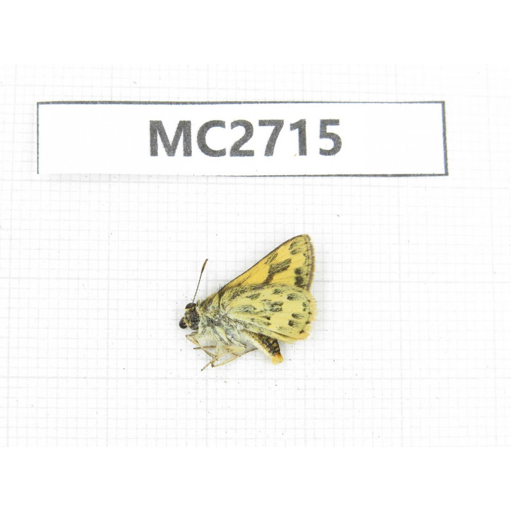 Potanthus flavus. China, W of Sichuan, Batang county (Tibet border). 1M. MC2715.