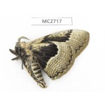 Brahmaea sp. China, Guizhou, Qiandongnan, Rongjiang county.1Pcs. MC2717.