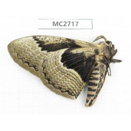 Brahmaea sp. China, Guizhou, Qiandongnan, Rongjiang county.1Pcs. MC2717.