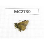 Hesperidae sp. China,  Shaanxi, Ankang, Ningshan county. 1M. MC2730.