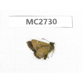 Hesperidae sp. China,  Shaanxi, Ankang, Ningshan county. 1M. MC2730.