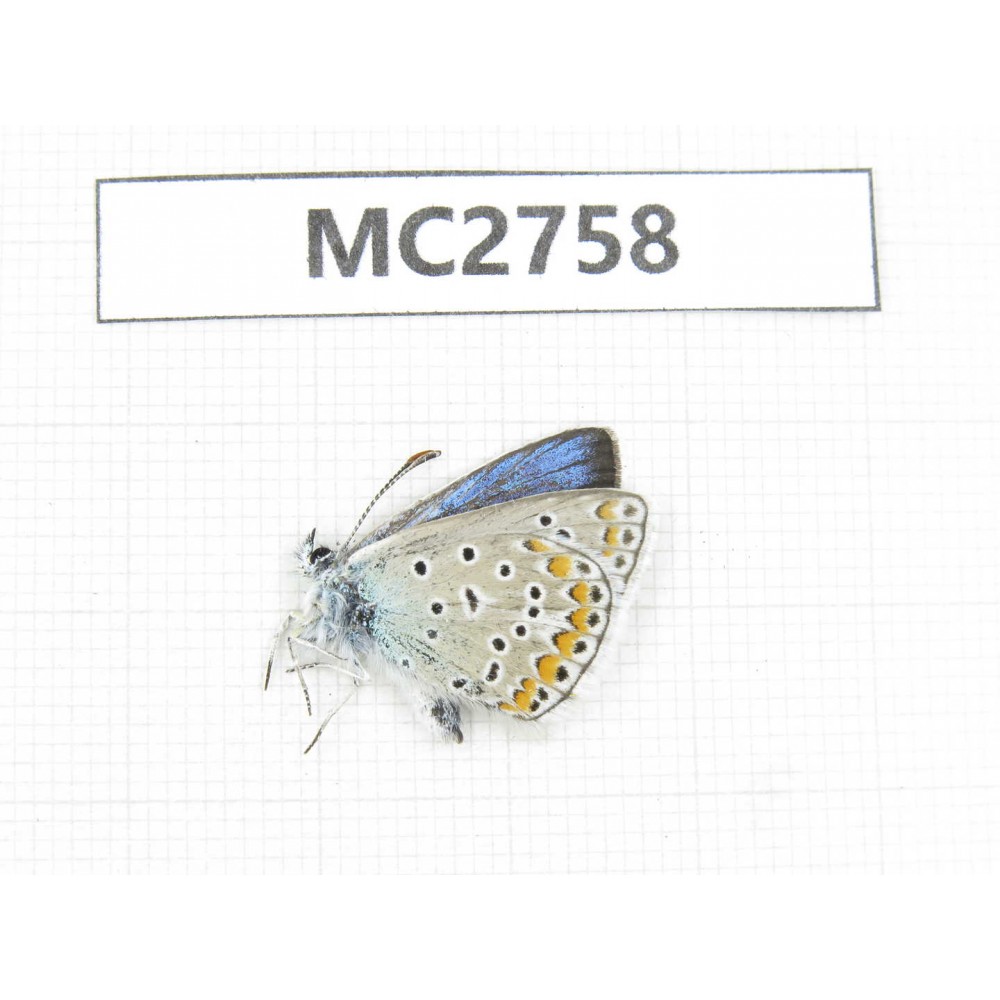 Polyommatus sinina. China, Qinghai, Haidong area, Xunhua county, Mt.Dalijiashan. 1M. MC2758.