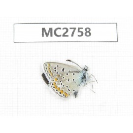 Polyommatus sinina. China, Qinghai, Haidong area, Xunhua county, Mt.Dalijiashan. 1M. MC2758.