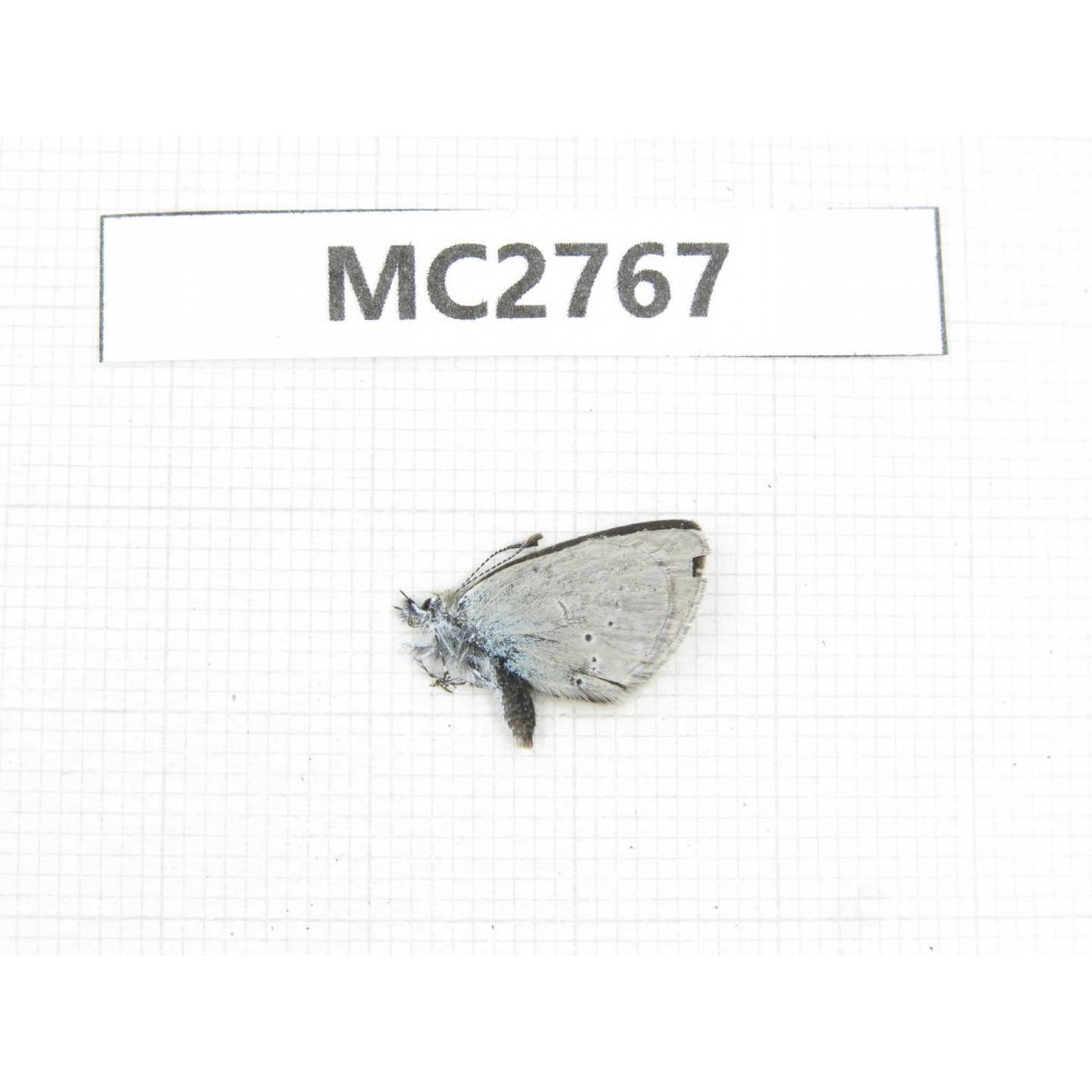 Glaucopsyche lycormas. China, Qinghai, Xining, Huangyuan county. 1M. MC2767.