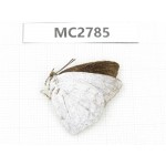 Curetis acuta. China, Fujian, Fuzhou. 1M. MC2785.