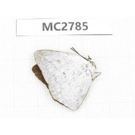 Curetis acuta. China, Fujian, Fuzhou. 1M. MC2785.