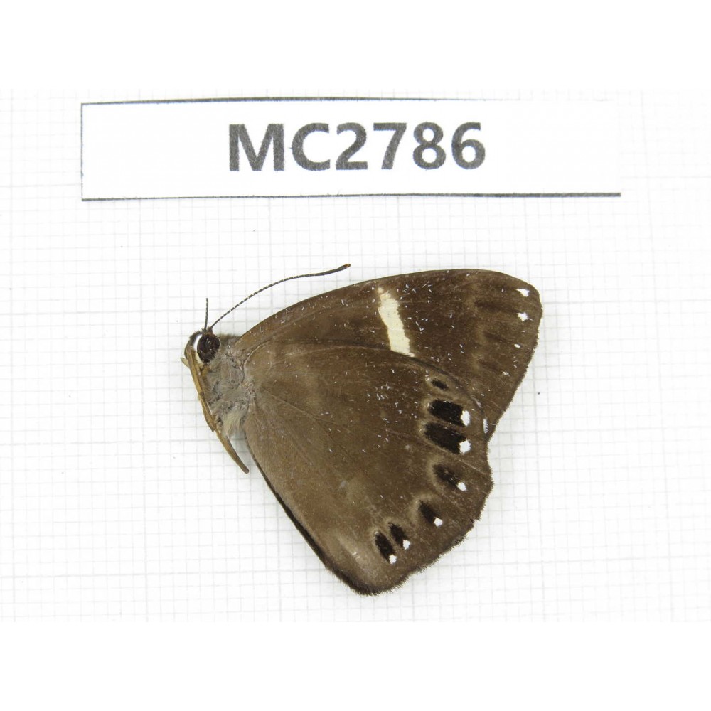 Abisara fylloides. China, Fujian, Fuzhou. 1M. MC2786.