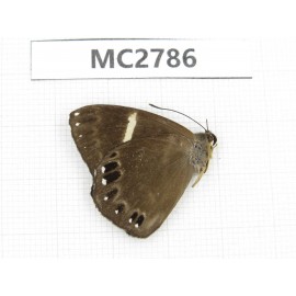 Abisara fylloides. China, Fujian, Fuzhou. 1M. MC2786.