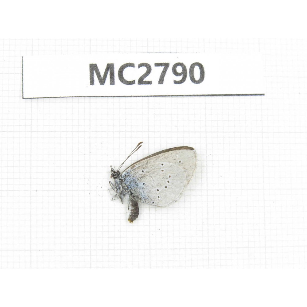 Glaucopsyche lycormas. China, Qinghai, Haibei, Menyuan, Xianmi. 1M. MC2790.