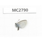 Glaucopsyche lycormas. China, Qinghai, Haibei, Menyuan, Xianmi. 1M. MC2790.