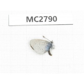 Glaucopsyche lycormas. China, Qinghai, Haibei, Menyuan, Xianmi. 1M. MC2790.