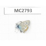 Polyommatus eros. China, Qinghai, Haibei, Menyuan, Xianmi. 1M. MC2793.
