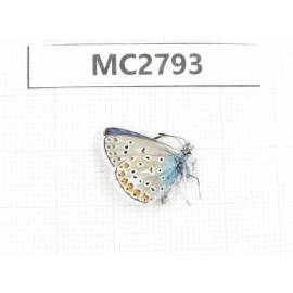 Polyommatus eros. China, Qinghai, Haibei, Menyuan, Xianmi. 1M. MC2793.