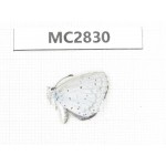 Celastrina sp. China, Jiangsu, Nanjing.1M. MC2830.
