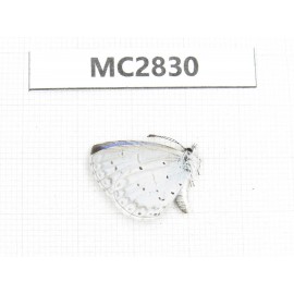 Celastrina sp. China, Jiangsu, Nanjing.1M. MC2830.