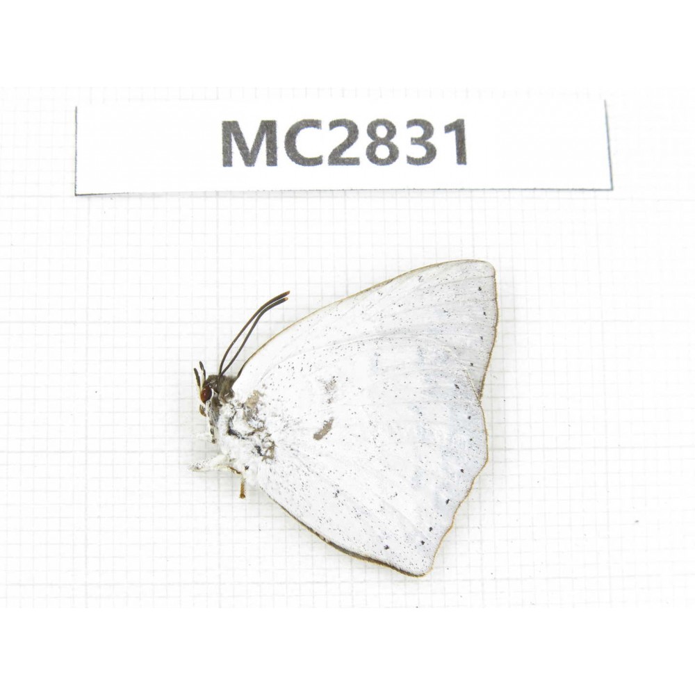 Curetis sp. China, Jiangsu, Nanjing.1M. MC2831.